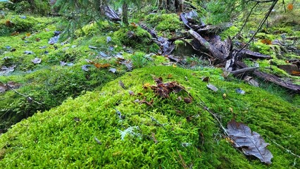 Fototapeta premium moss on the ground