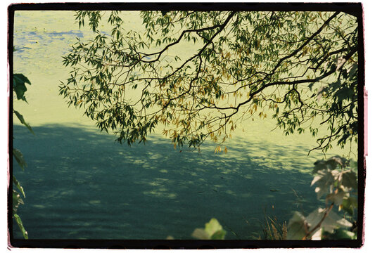 branches gently drape over a tranquil pond covered with green algae