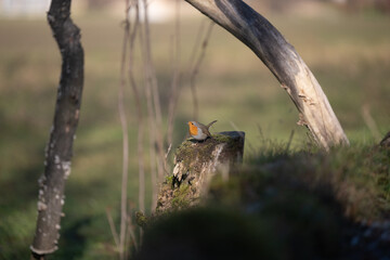 ucelli in volo