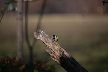 ucelli in volo