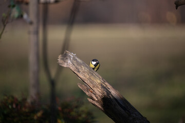 ucelli in volo