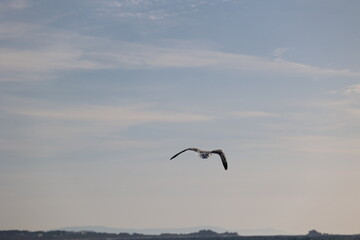 Aves, playa