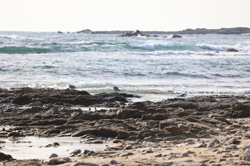 Naklejka premium Paisajes, animales