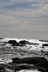 Obraz premium Paisajes, animales