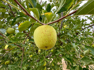 Apple orchard, rows of apple trees full of fruit ready for picking, Julian, South California. USA