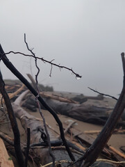 tree on the beach in fog