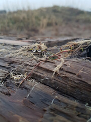 driftwood on river bank
