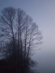 trees in fog