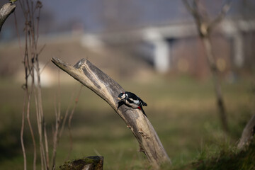 ucelli in volo