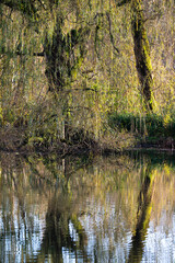 Colorful autumn trees reflecting in a water pond, Jette, Belgium