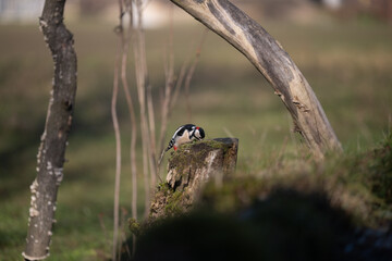 ucelli in volo