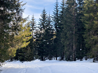Footpath in white snow in a forest of green pines and firs