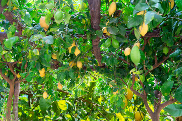 Fruits arch in Lemon garden of Sorrento at summer with passage