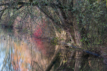 Colorful autumn trees reflecting in a water pond, Jette, Belgium