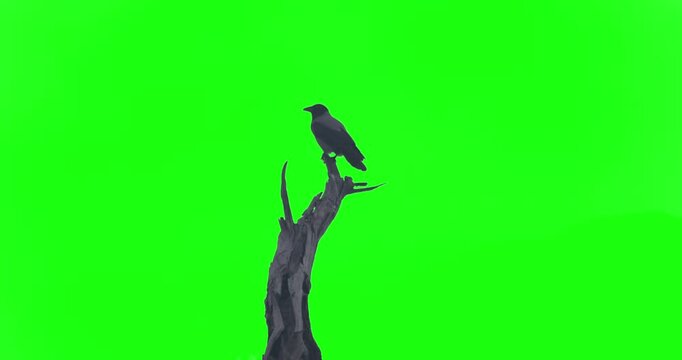Black crow bird perched on tree branch green screen slow motion