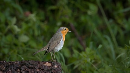 bird in the wild