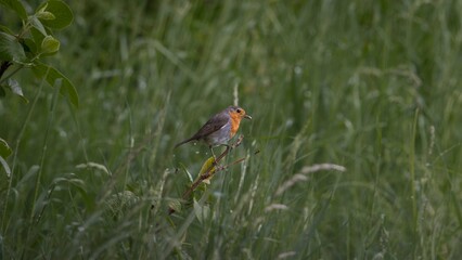 Wild birds