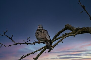 A wild pigeon stands on a tree branch at sunset.