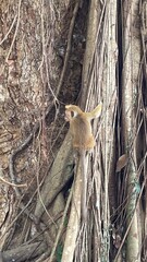 monkey in the tree
