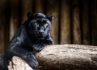 Black panther resting on a tree branch, staring intensely at the camera in a wild jungle setting
