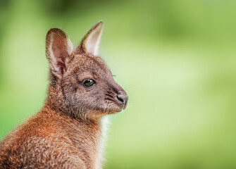 Close-up portrait of a baby kangaroo against a soft green natural background.