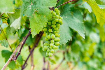 Clusters of green unripe grapes growing on vine in vineyard