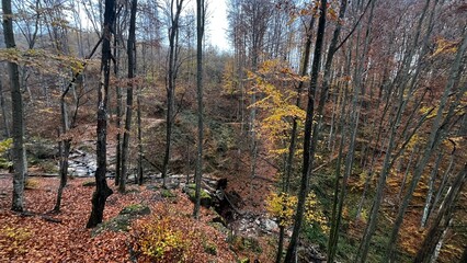 autumn in the forest