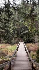 wooden bridge in the forest