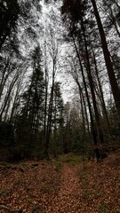 autumn in the forest