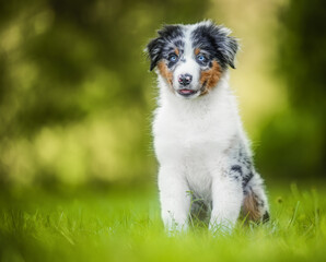 Australian Shepherd puppy sitting on green grass, enjoying a playful moment outdoors