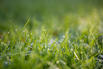 closeup of grass with dew, waterdrops and bokeh; sunny early winter morning