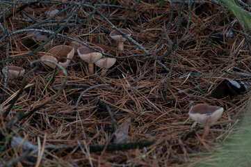 close-up of a group of Liver Milkcap fungus near pine trees