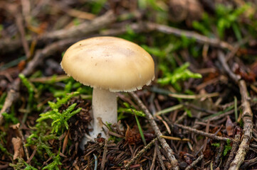 close-up of a gemmed amanita fungus