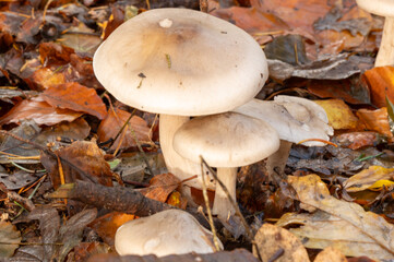 close-up of a group of clouded agaric fungus