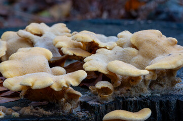 close-up of a group of mock oyster fungus