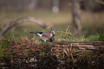 ucelli in volo