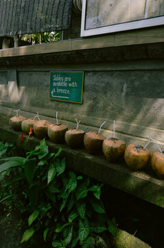 Row of Coconuts
