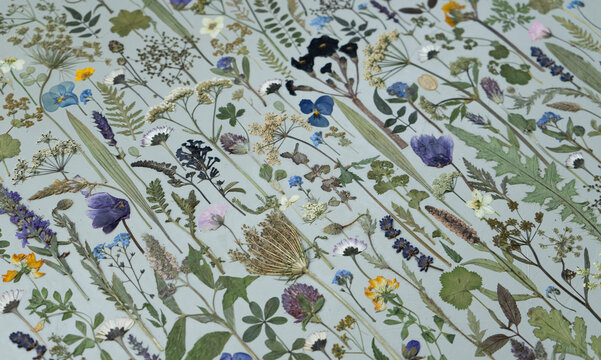 Close-up of a wild meadow
