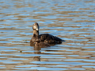 Eider Duck ( Somateria mollissima )