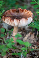 close-up of a single blusher fungus