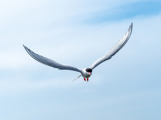 Artic Tern Bird in Flight