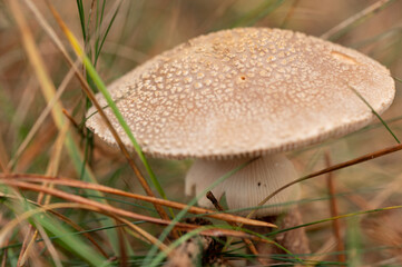 close-up of a single blusher fungus