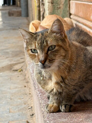 Gato en la medina de Oujda