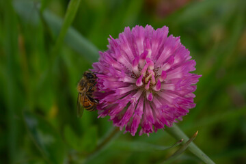 Bee on bloom