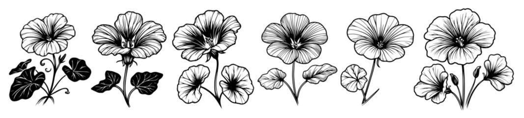 set with hibiscus and poppies vector nature garden flower