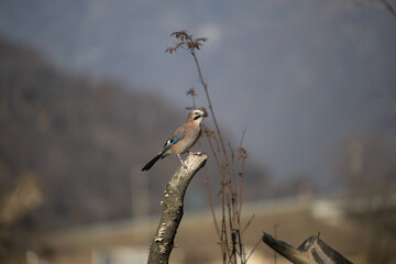 ucelli in volo