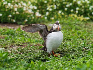 Atlantic Puffin on Farne Island