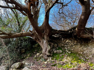 An ancient, gnarled tree with twisted roots emerging from a moss-covered rocky hillside, surrounded by a dense forest.§