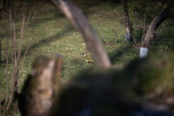ucelli in volo