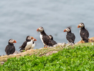 Atlantic Puffin on Farne Island